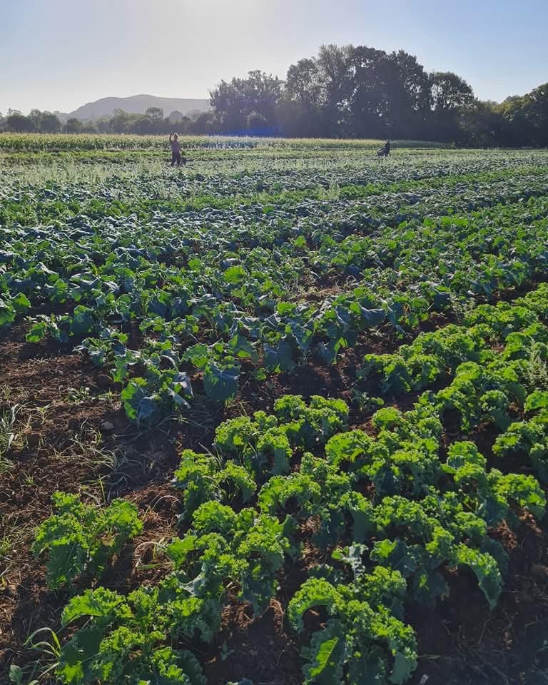 Gold Hill Organic Farm