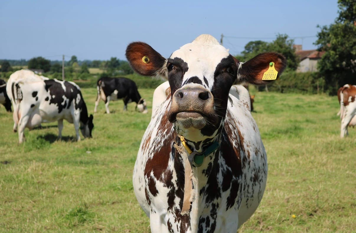 Madjeston Milk Station & Animal Park — image 4