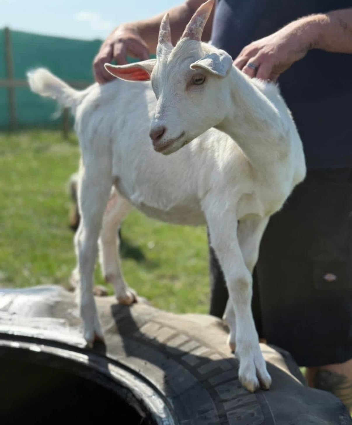 Madjeston Milk Station & Animal Park — image 7