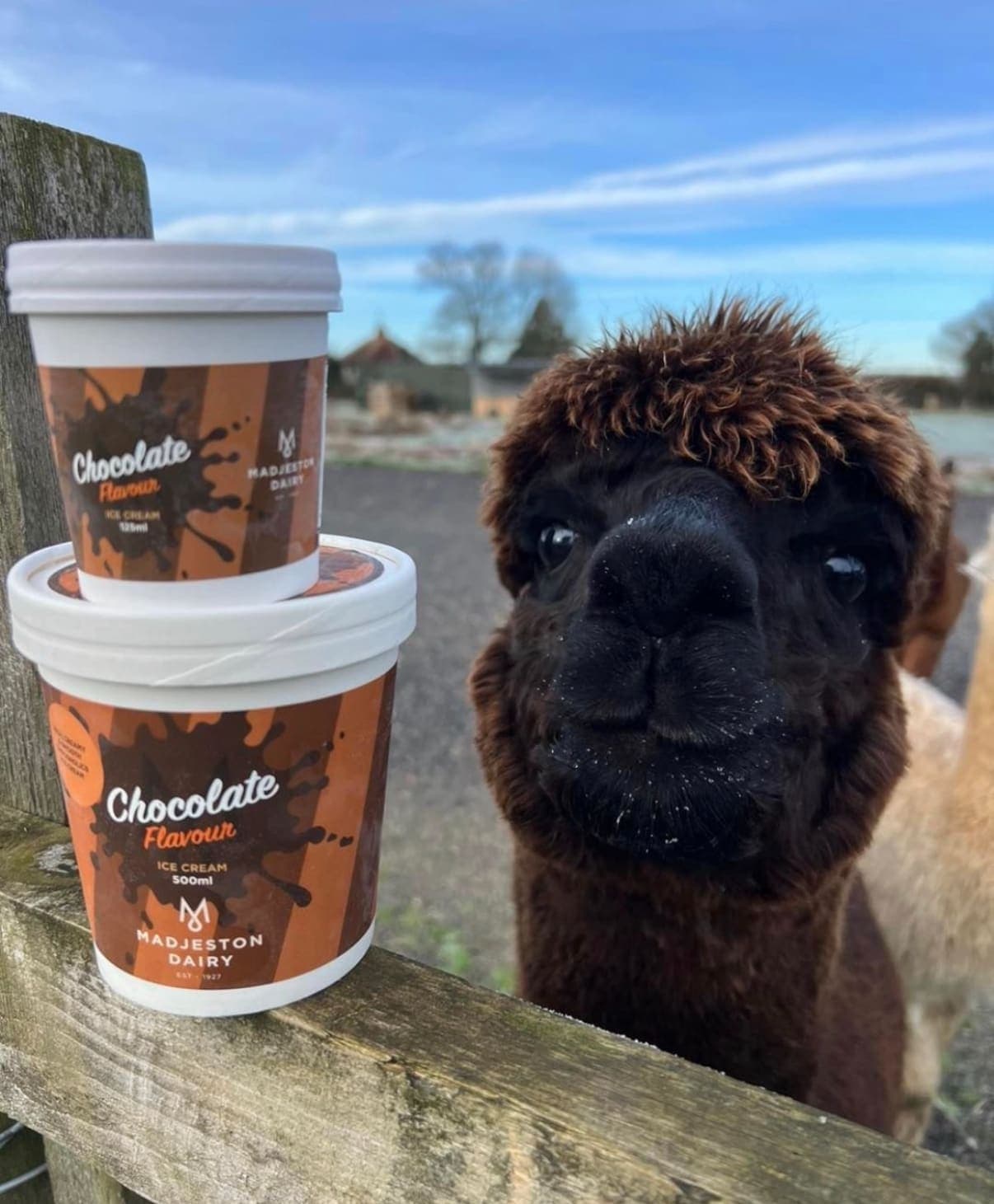 Madjeston Milk Station & Animal Park — image 10